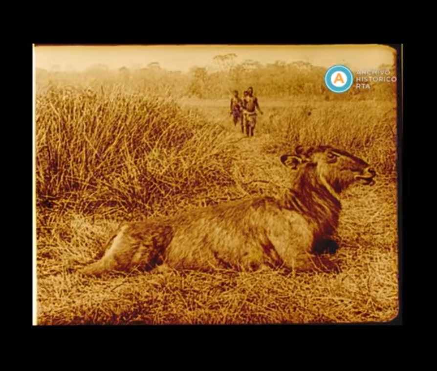 [Cacería de animales en el Congo]