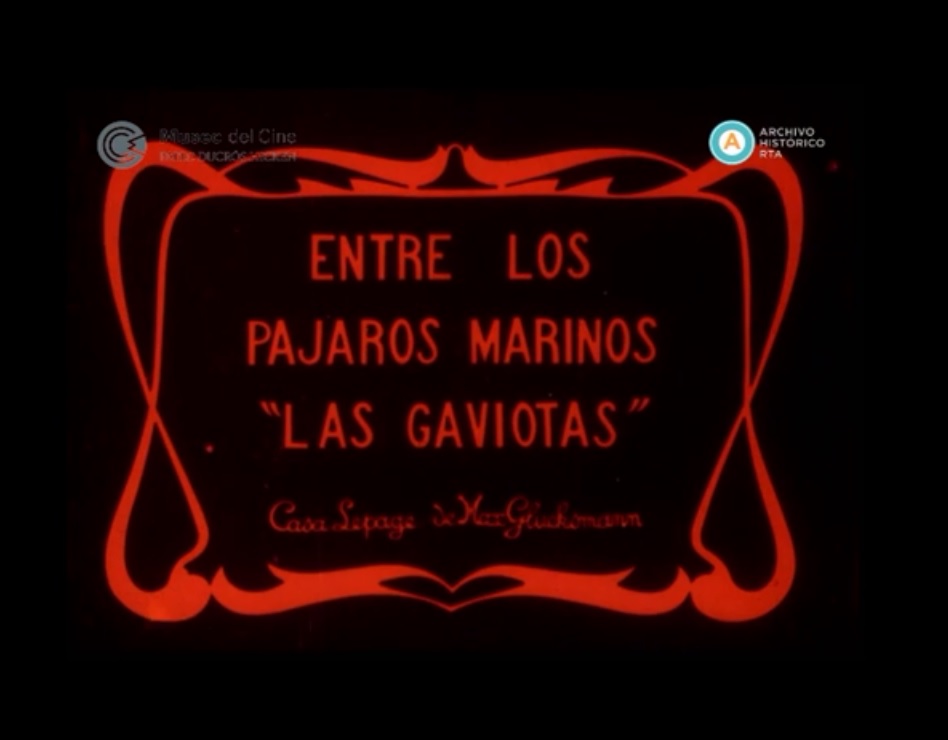 Entre los pájaros marinos «Las gaviotas»