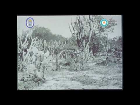 El bosque saqueado