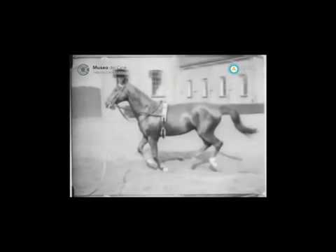 La belleza en el movimiento de los animales