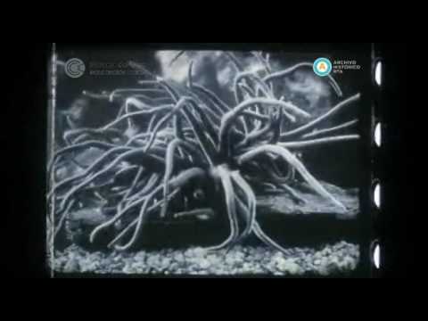 La flor viviente que encierra el mar