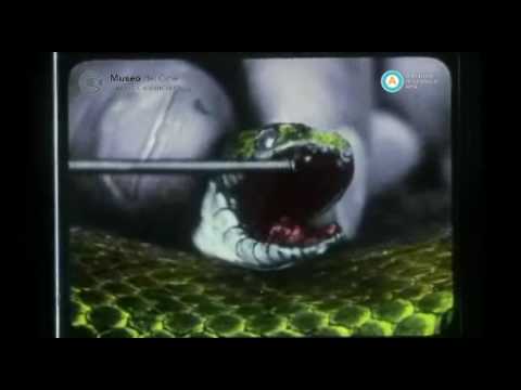 Una serpiente inofensiva la culebra