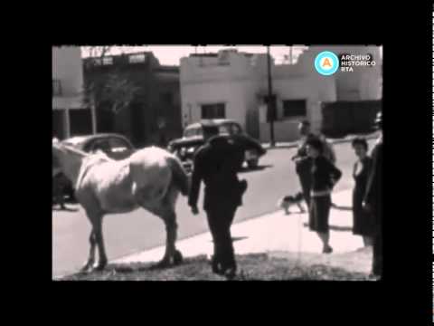 [Policía en sidecar rescata caballo abandonado]