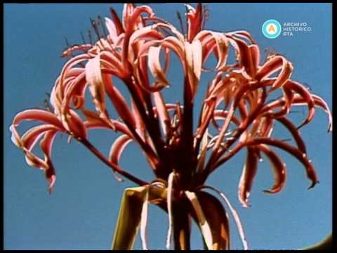Historias de la Argentina secreta