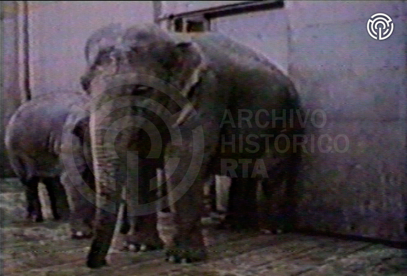 [Fragmentos de documentales sobre animales]